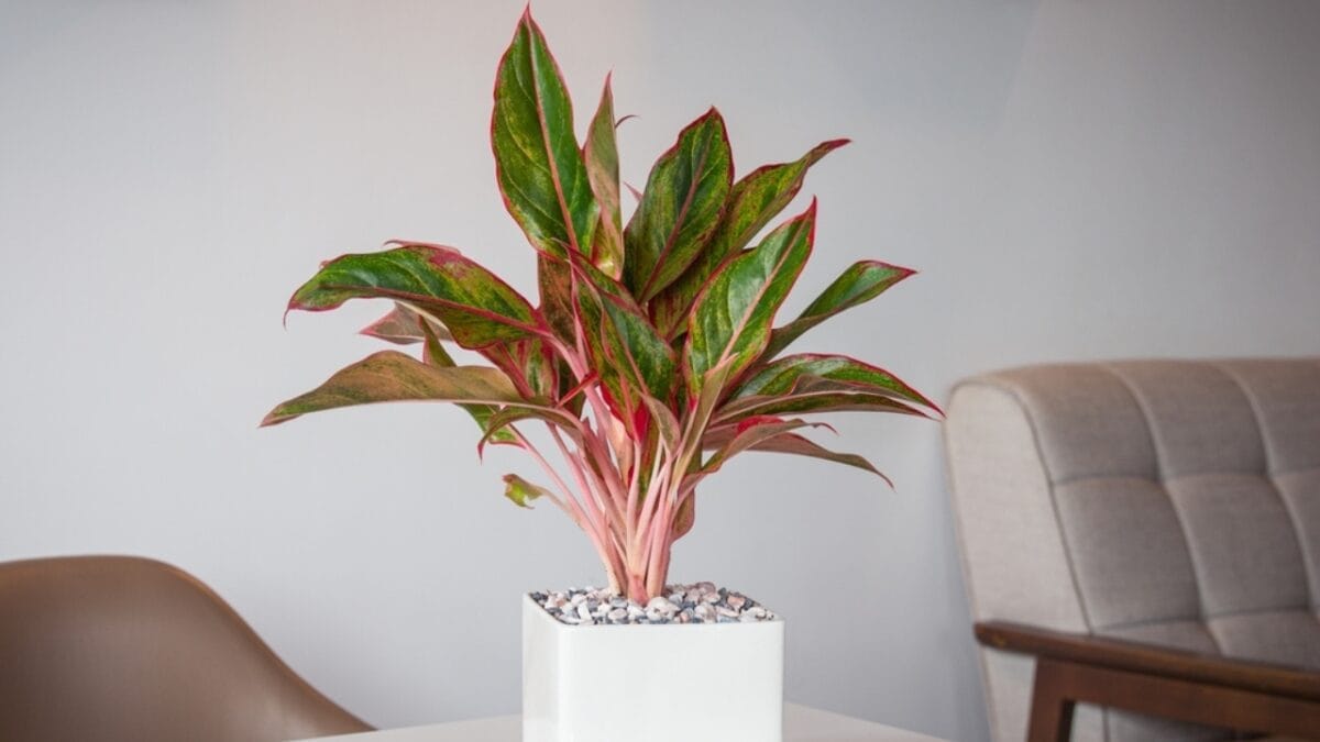 11 Houseplants You Can Forget About—No Fertilizer Needed - chinese evergreen ss2143352443