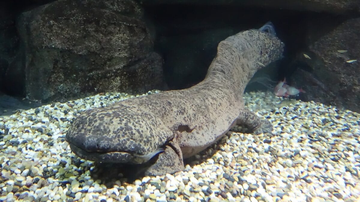 10 of the Rarest Animals on Earth 9 10 of the Rarest Animals on Earth - chinese giant salamander ss1144543961
