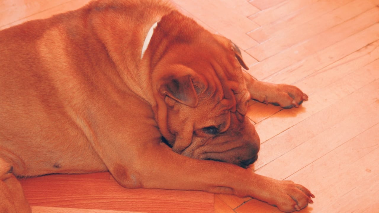 Why the Chinese Shar-Pei is More Than Just Wrinkles 9 Why the Chinese Shar-Pei is More Than Just Wrinkles - chinese shar pei fever ss707493619