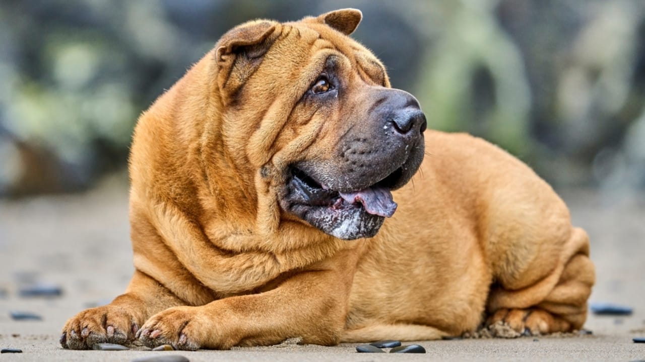 Why the Chinese Shar-Pei is More Than Just Wrinkles 4 Why the Chinese Shar-Pei is More Than Just Wrinkles - chinese shar pei sand ss2232671857