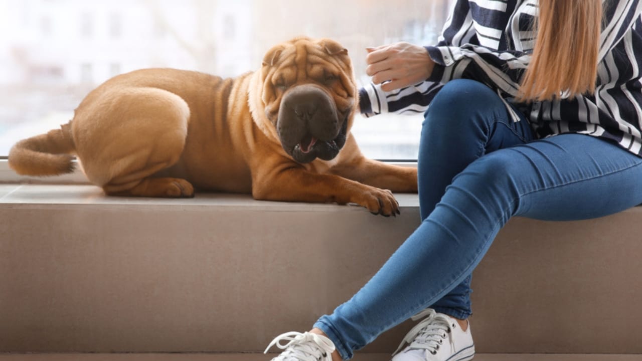 Why the Chinese Shar-Pei is More Than Just Wrinkles 11 Why the Chinese Shar-Pei is More Than Just Wrinkles - chinese shar pei with owner ss1350848270