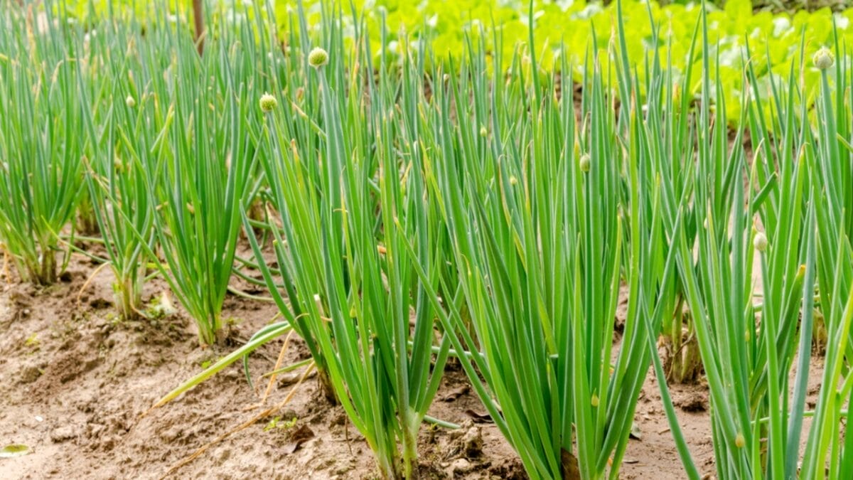 20 cut and come again vegetables that feel like free food forever 9 20 cut and come again vegetables that feel like free food forever - chives dp65217547