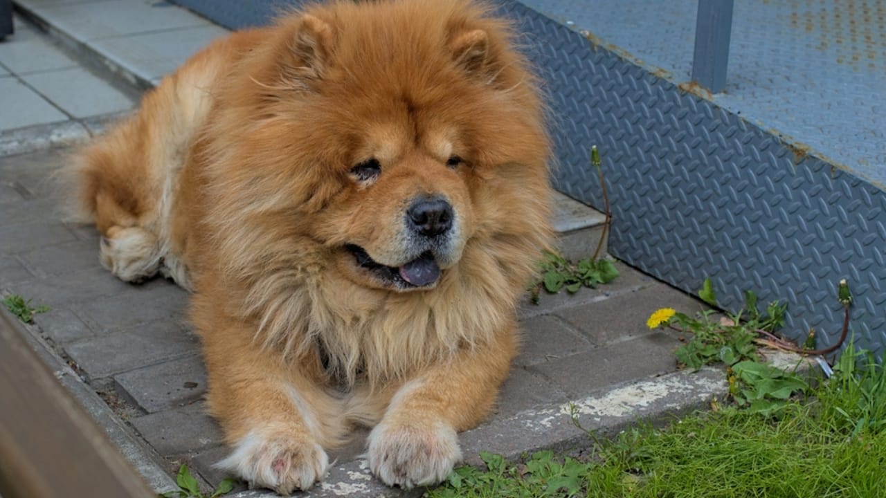 From Blue-Black Tongues to Royal Ties: 10 Surprising Facts About Chow-Chows 10 From Blue-Black Tongues to Royal Ties: 10 Surprising Facts About Chow-Chows - chow chow independent ss2381532043
