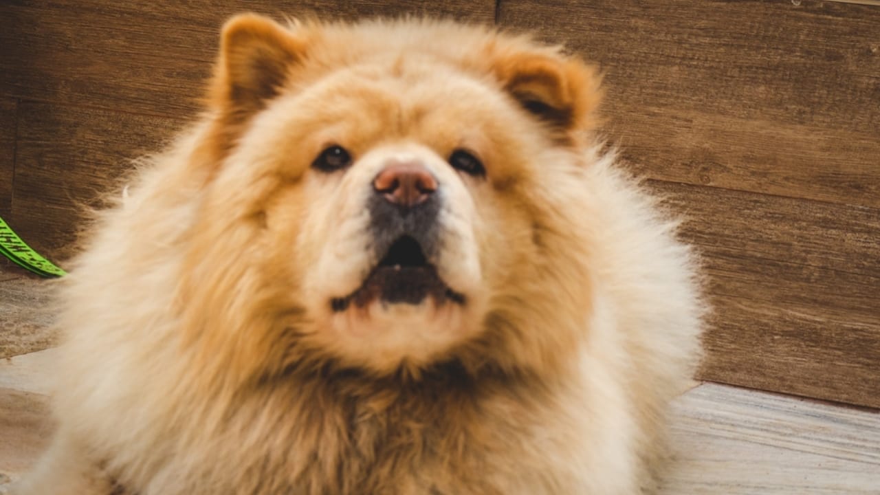 From Blue-Black Tongues to Royal Ties: 10 Surprising Facts About Chow-Chows 7 From Blue-Black Tongues to Royal Ties: 10 Surprising Facts About Chow-Chows - chow chow quiet ss2493066201