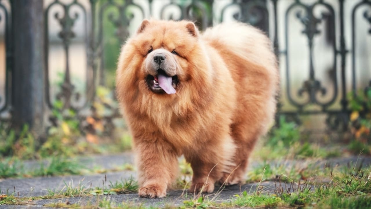 From Blue-Black Tongues to Royal Ties: 10 Surprising Facts About Chow-Chows 11 From Blue-Black Tongues to Royal Ties: 10 Surprising Facts About Chow-Chows - chow chow royalty ss2120631110