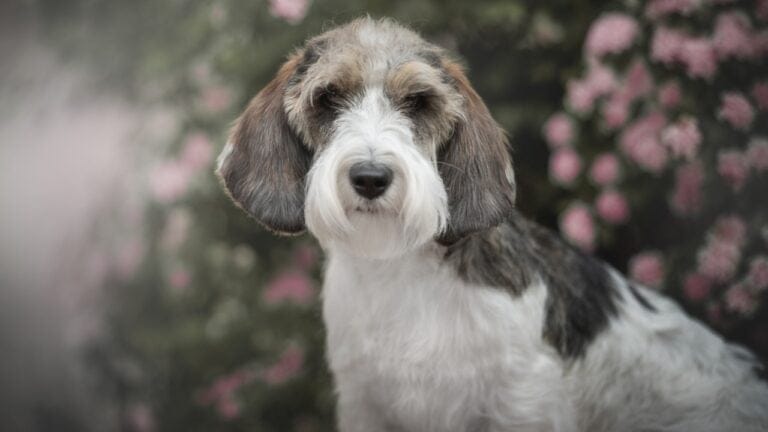 Petit Basset Griffon Vendeen: 7 Reasons This Hound Stands Out - close up petit basset ss2313741401