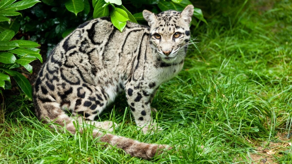 15 Wild Cats That Have Perfected the Art of the Hunt - clouded leopard dp12510167