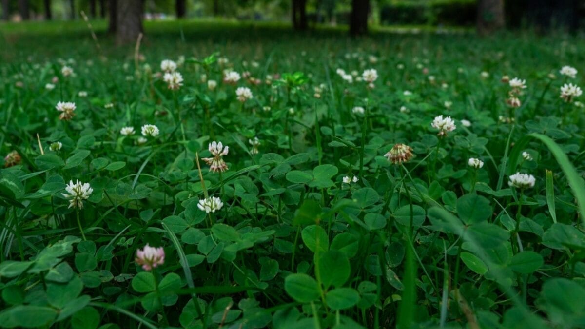 Forget Grass: 5 Reasons Micro Clover Lawns are the New Standard 4 Forget Grass: 5 Reasons Micro Clover Lawns are the New Standard - clover lawn appearance ss2188116671