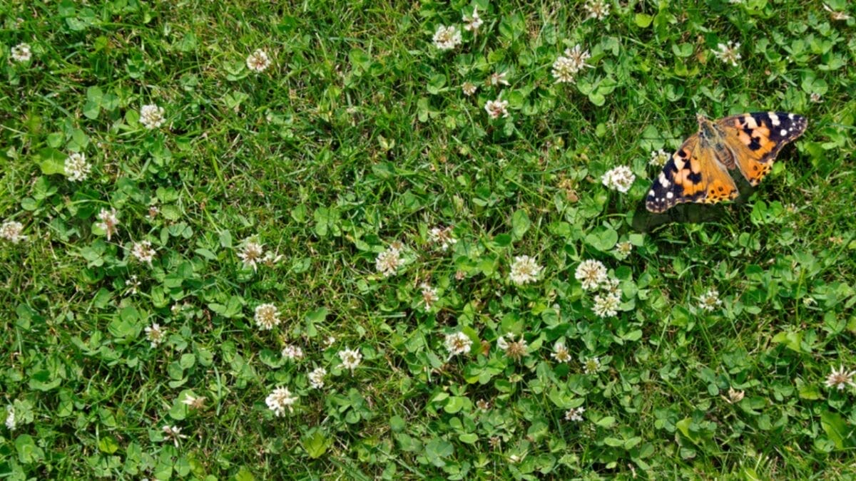 Forget Grass: 5 Reasons Micro Clover Lawns are the New Standard 5 Forget Grass: 5 Reasons Micro Clover Lawns are the New Standard - clover lawn butterfly ss1462964588