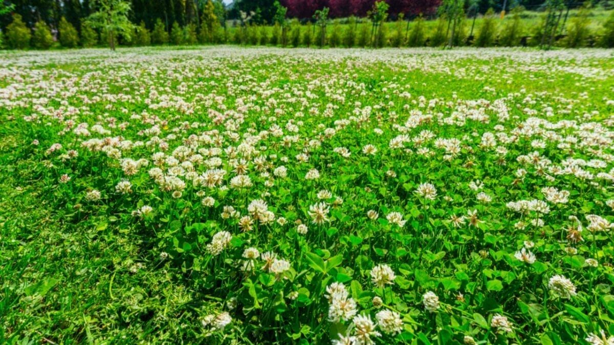 10 Grass Alternatives for a Greener Yard 2 10 Grass Alternatives for a Greener Yard - clover lawn ss1764559307