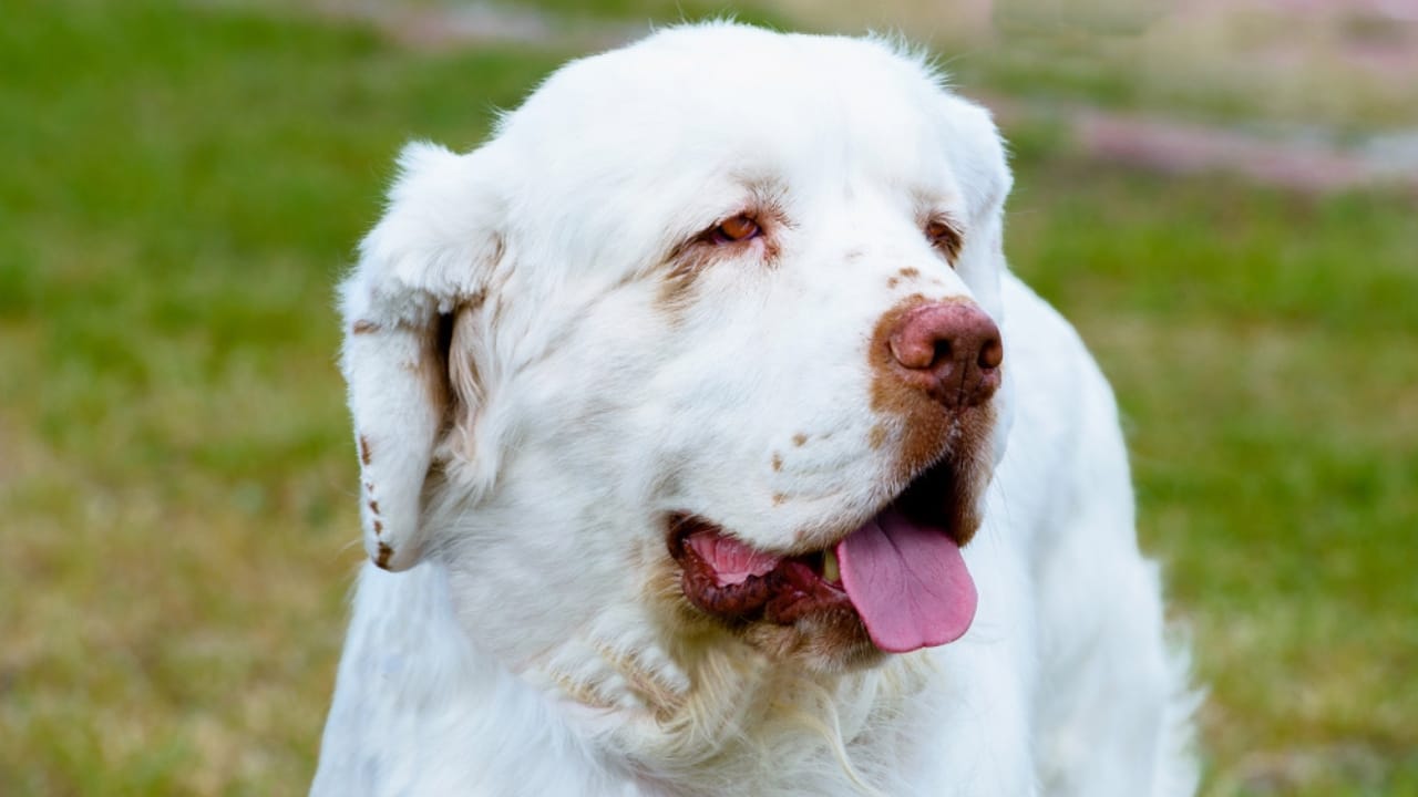 9 Irresistible Quirks of the Regal Clumber Spaniel 7 9 Irresistible Quirks of the Regal Clumber Spaniel - clumber spaniel charm ss1033148365