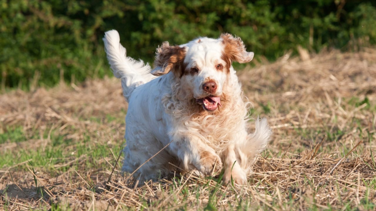 9 Irresistible Quirks of the Regal Clumber Spaniel 11 9 Irresistible Quirks of the Regal Clumber Spaniel - clumber spaniel happy ss124841104