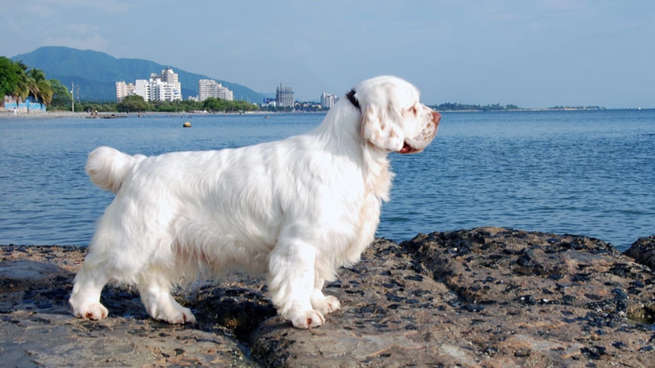 9 Irresistible Quirks of the Regal Clumber Spaniel 4 9 Irresistible Quirks of the Regal Clumber Spaniel - clumber spaniel in water ss405813259