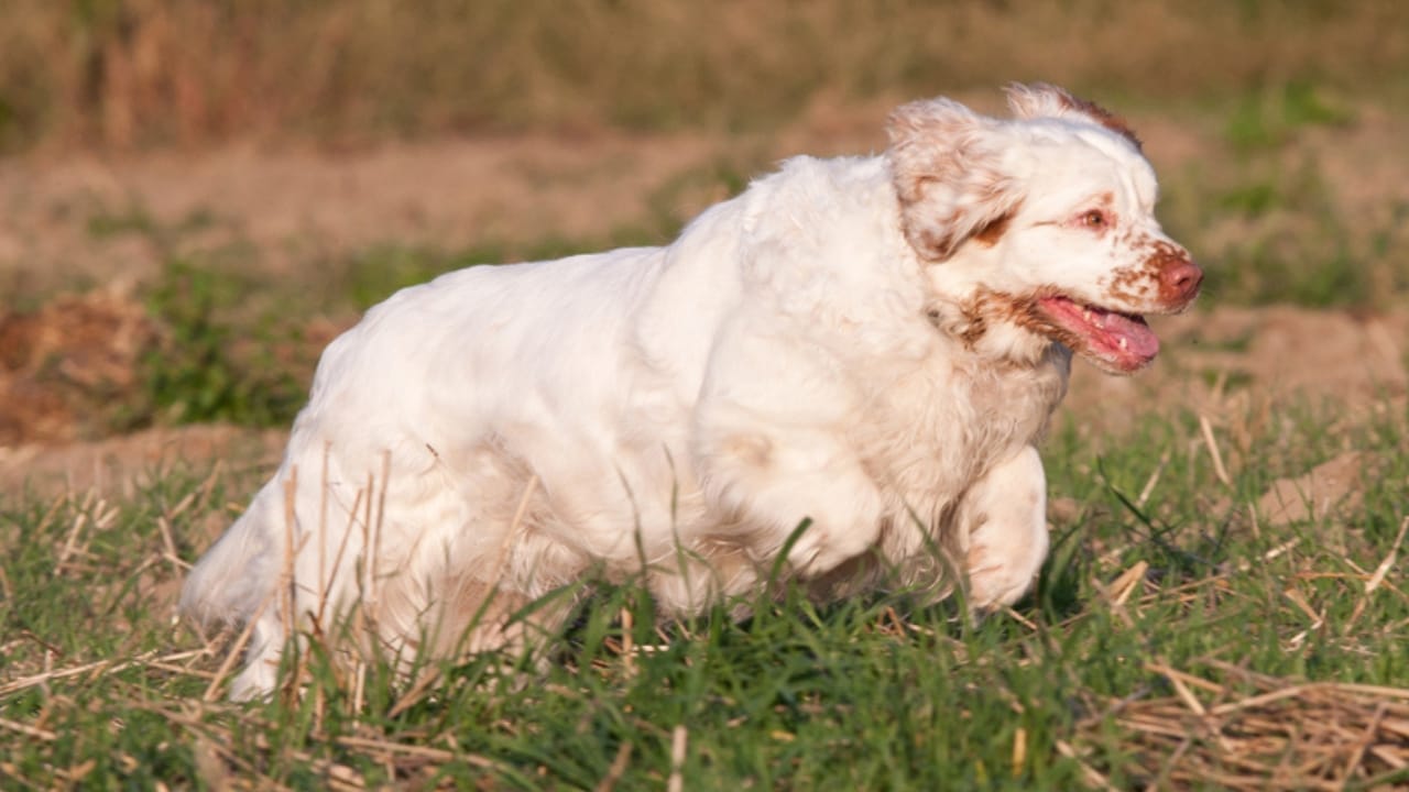 9 Irresistible Quirks of the Regal Clumber Spaniel 6 9 Irresistible Quirks of the Regal Clumber Spaniel - clumber spaniel running ss124841152