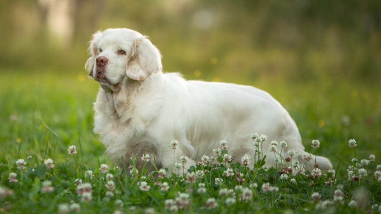 26 Dog Breeds Who Believe Aggression Is Simply Overrated 26 26 Dog Breeds Who Believe Aggression Is Simply Overrated - clumber spaniel ss1697663689