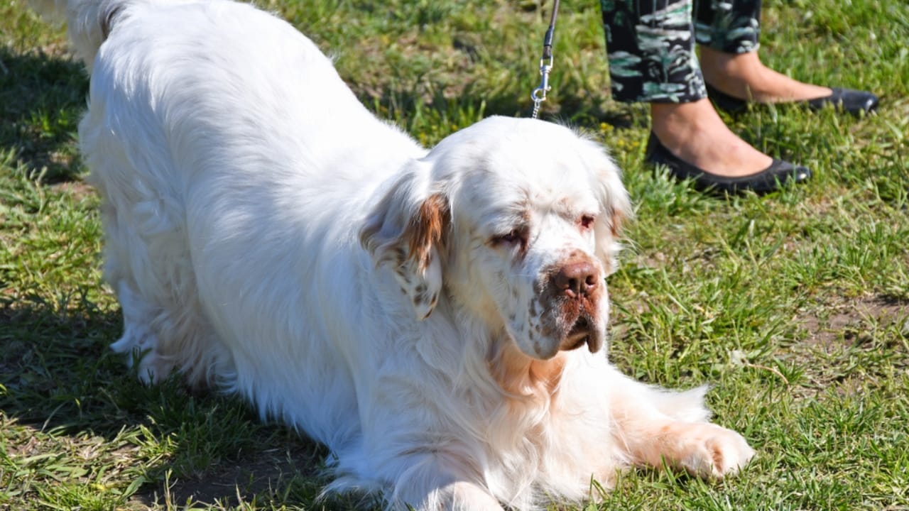 9 Irresistible Quirks of the Regal Clumber Spaniel 3 9 Irresistible Quirks of the Regal Clumber Spaniel - clumber spaniel with owner ss1377973574