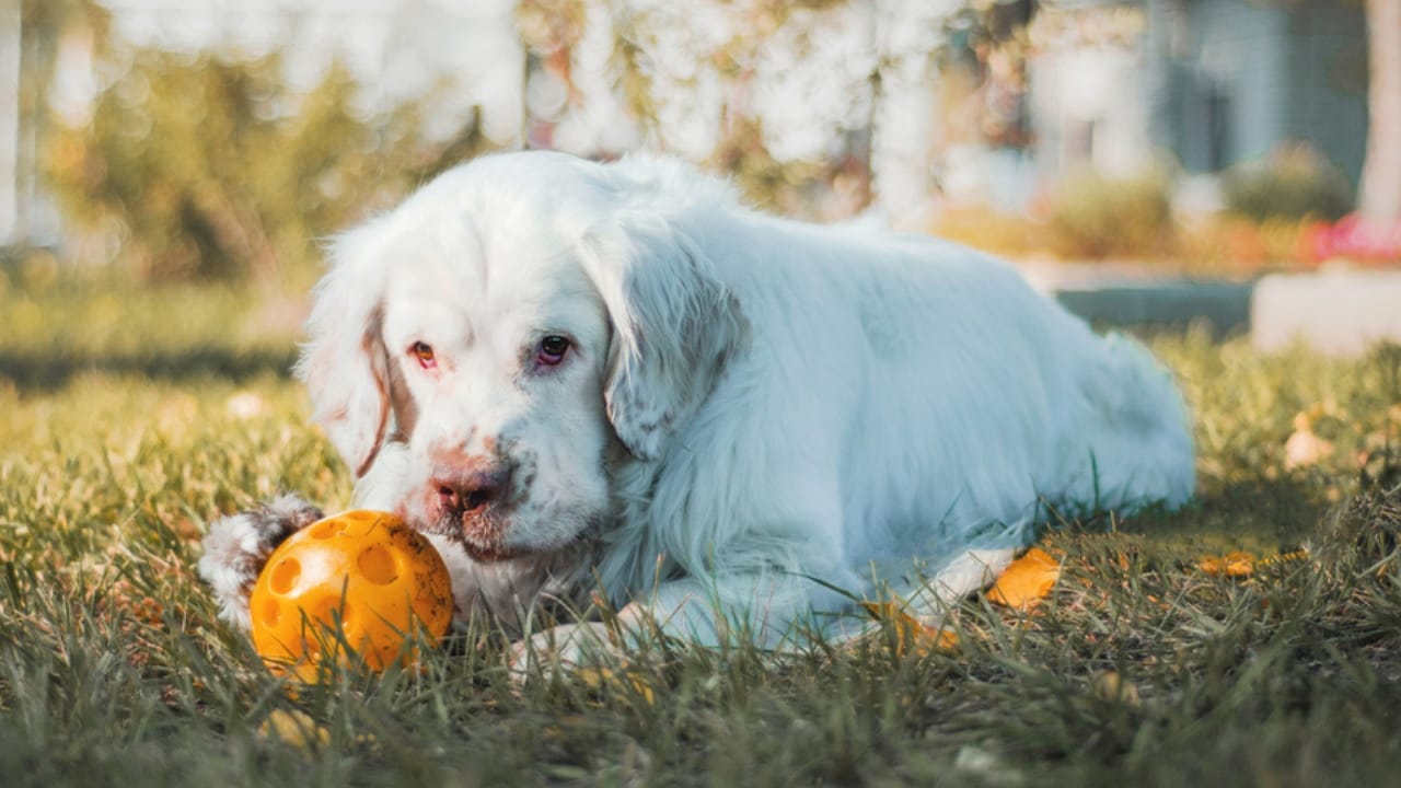 9 Irresistible Quirks of the Regal Clumber Spaniel 5 9 Irresistible Quirks of the Regal Clumber Spaniel - clumber spaniel with toy ss1704850063