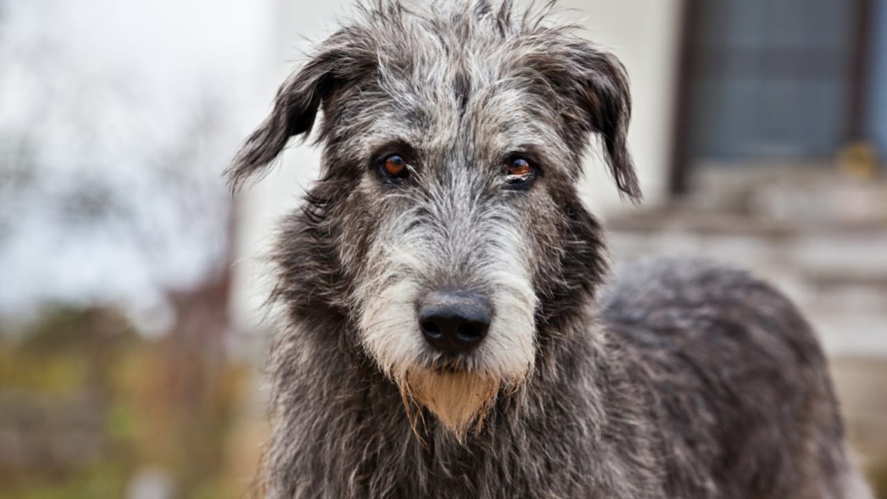 The Majestic Irish Wolfhound: 10 Facts That Show There’s More to This Breed 7 The Majestic Irish Wolfhound: 10 Facts That Show There’s More to This Breed - coat irish wolfhound ss1277980957