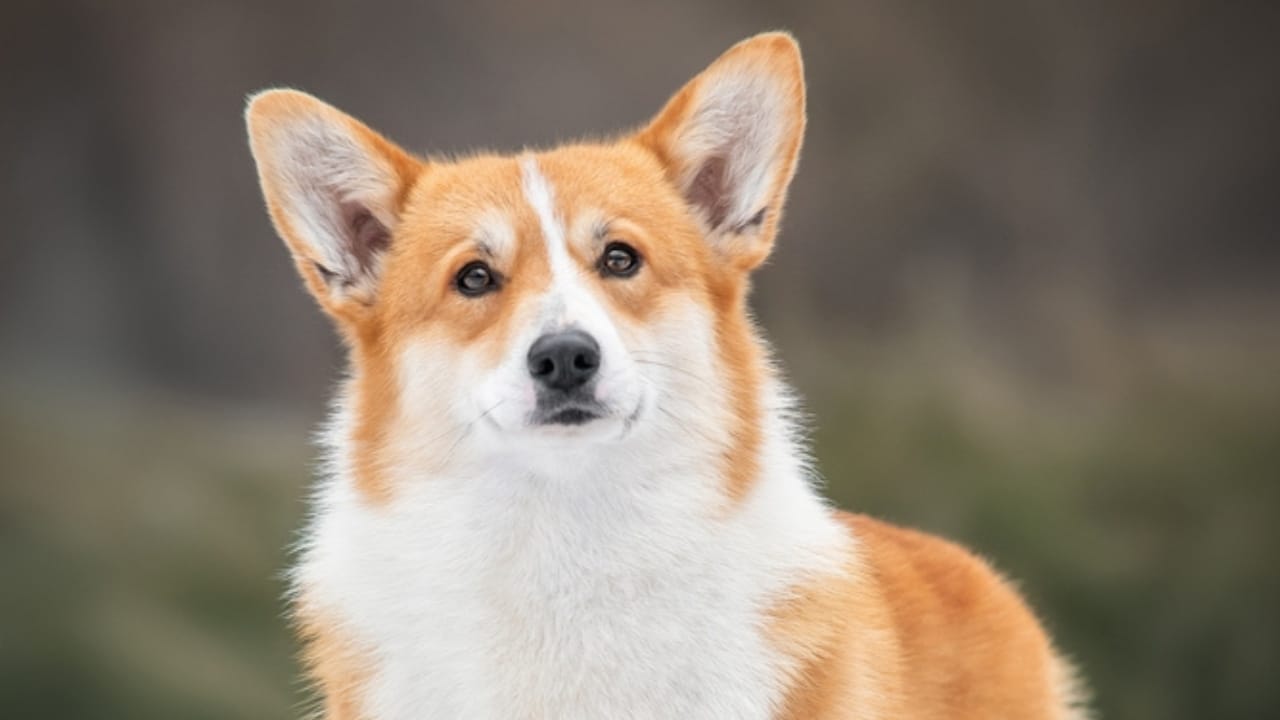 10 Reasons Pembroke Welsh Corgis Will Steal Your Heart - coat of pembroke welsh corgi ss2116283957