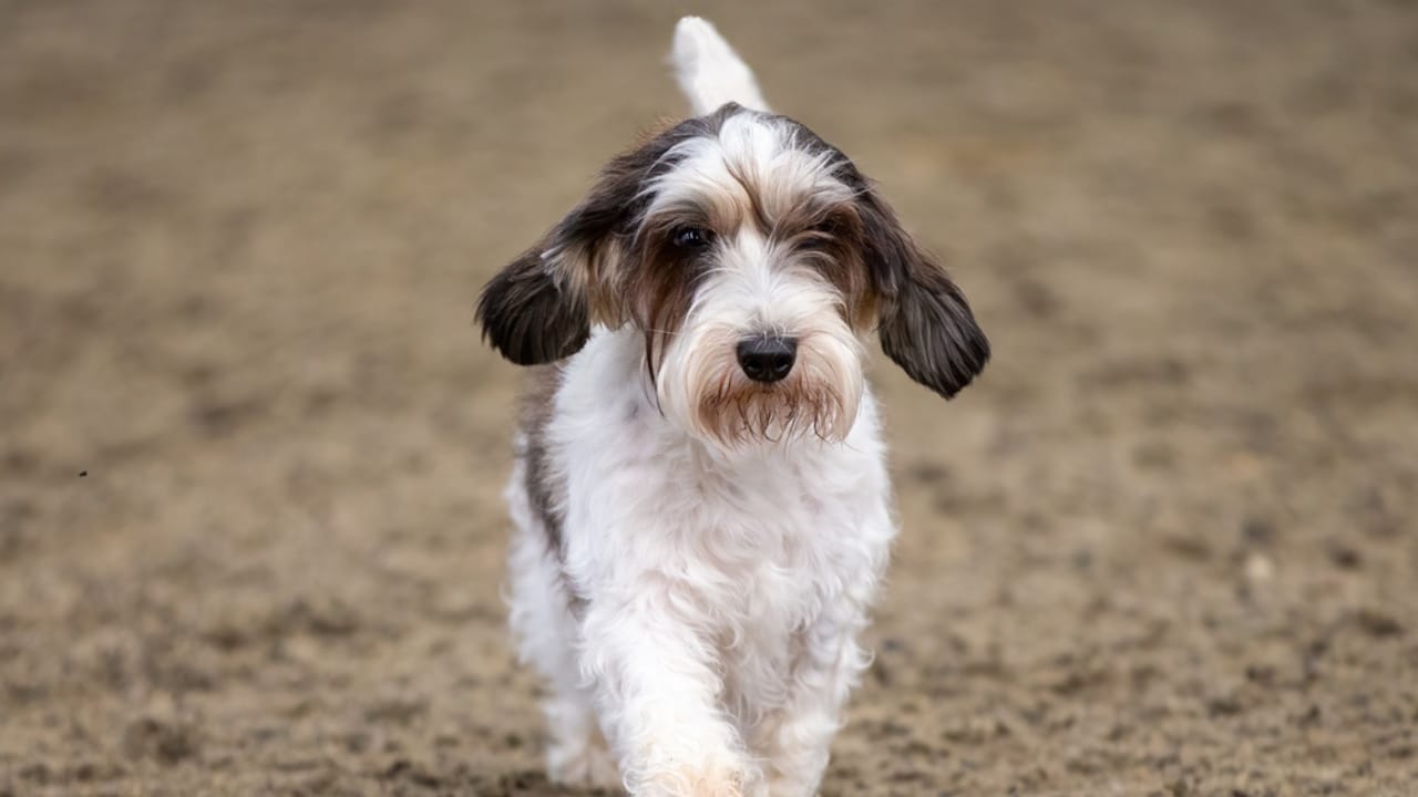 Petit Basset Griffon Vendeen: 7 Reasons This Hound Stands Out 4 Petit Basset Griffon Vendeen: 7 Reasons This Hound Stands Out - coat of petit basset griffon ss1933471904