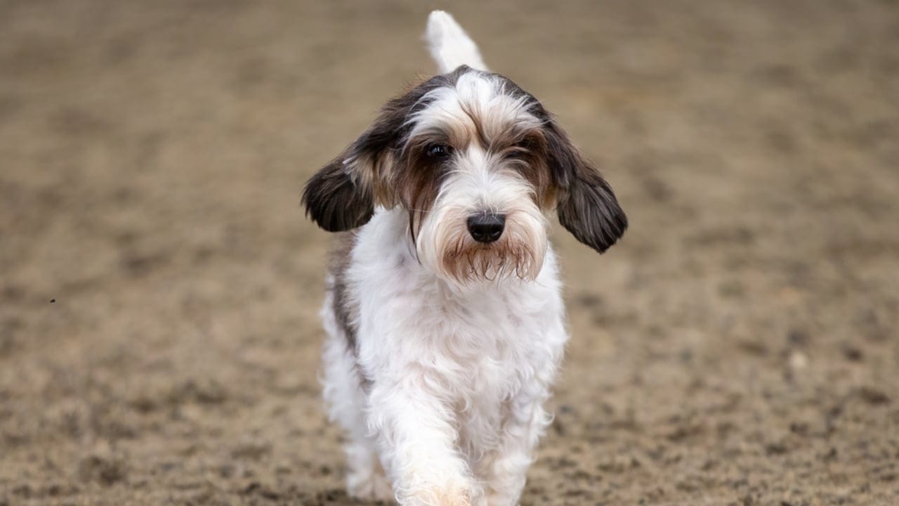 Petit Basset Griffon Vendeen: 7 Reasons This Hound Stands Out - coat of petit basset griffon ss1933471904