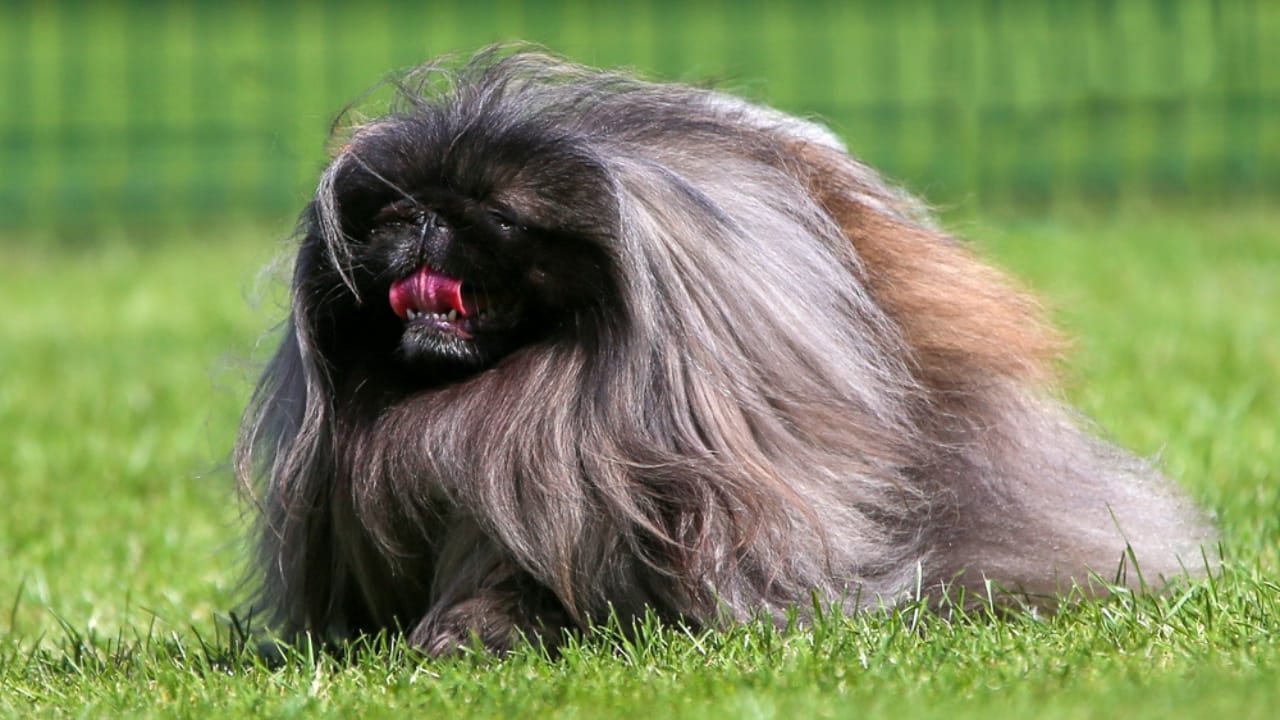 10 Reasons the Pekingese Deserves Its Royal Reputation 9 10 Reasons the Pekingese Deserves Its Royal Reputation - coat pekingese ss1931759651