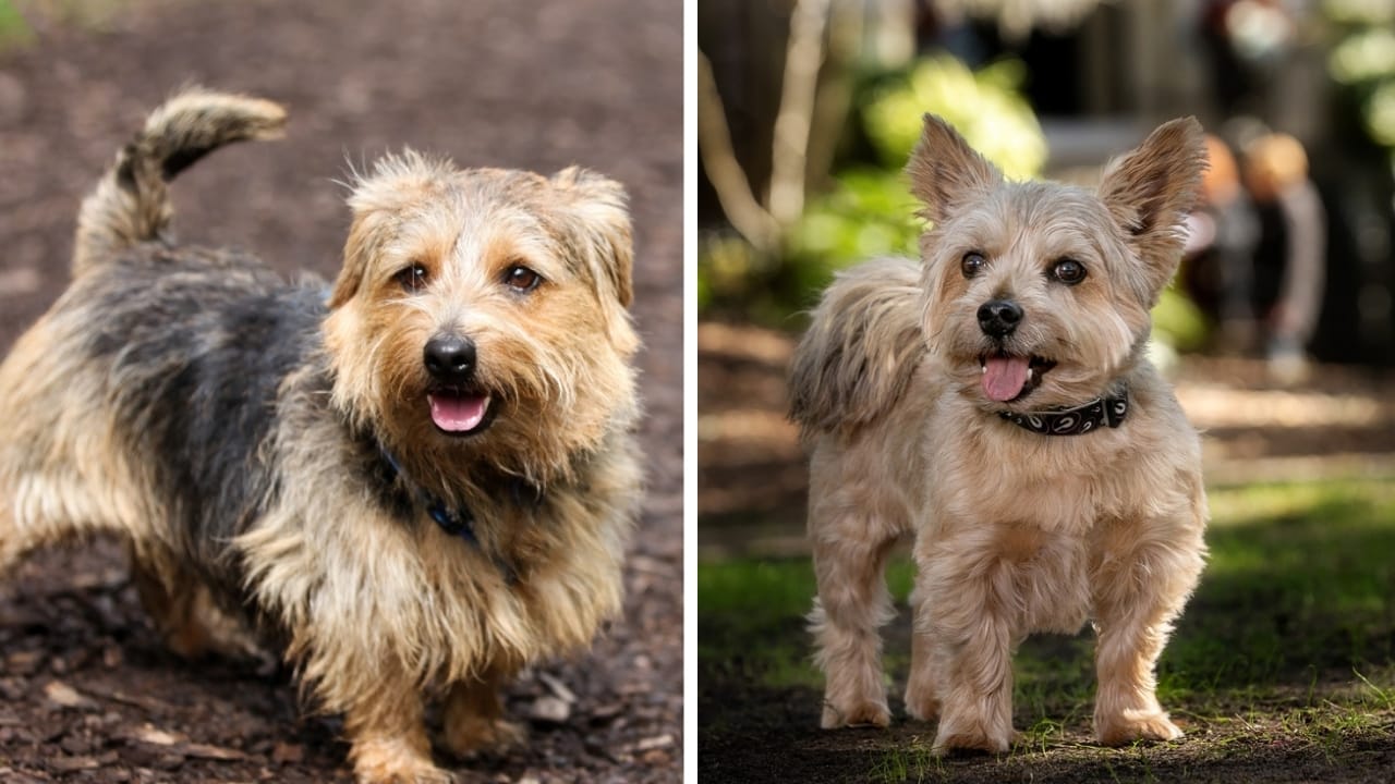 Norfolk & Norwich Terriers are More Different Than You Think - color norfolk and norwich terrier ss19923961252467939743