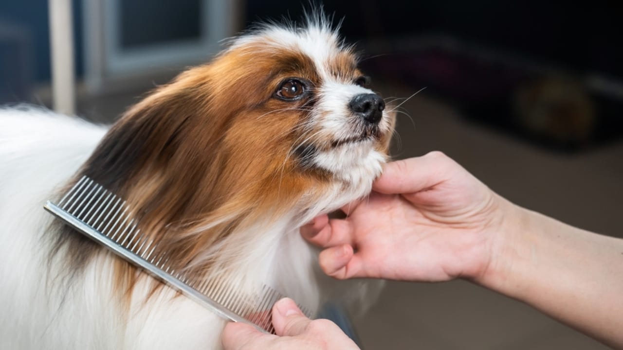 15 Common Habits Your Dog Secretly Wishes You’d Stop Doing 10 15 Common Habits Your Dog Secretly Wishes You’d Stop Doing - combing papillon dog ss2296975477