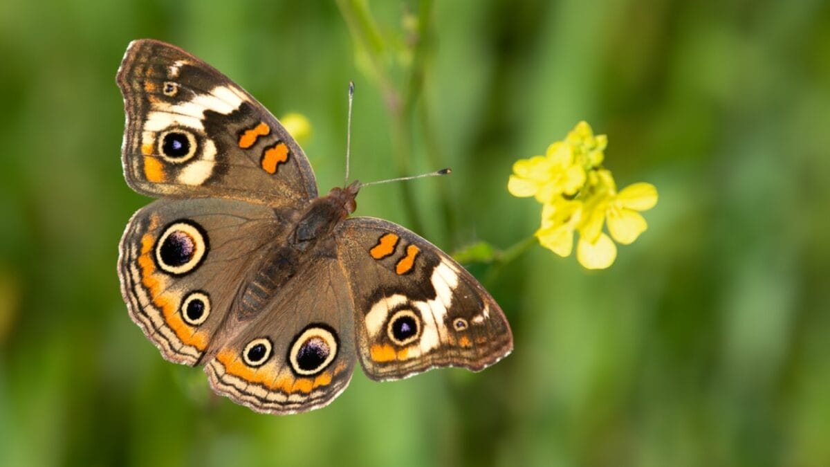 23 Dazzling Photos of the Most Colorful Butterflies on Earth 8 23 Dazzling Photos of the Most Colorful Butterflies on Earth - common buckeye butterfly dp710635634