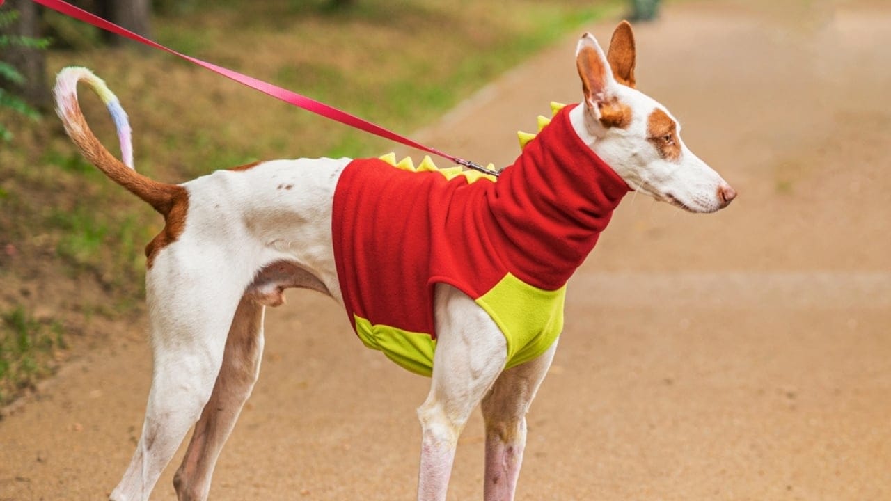 10 Reasons the Ibizan Hound is the Coolest Dog You've Never Heard Of - companion ibizan hound ss2378822689