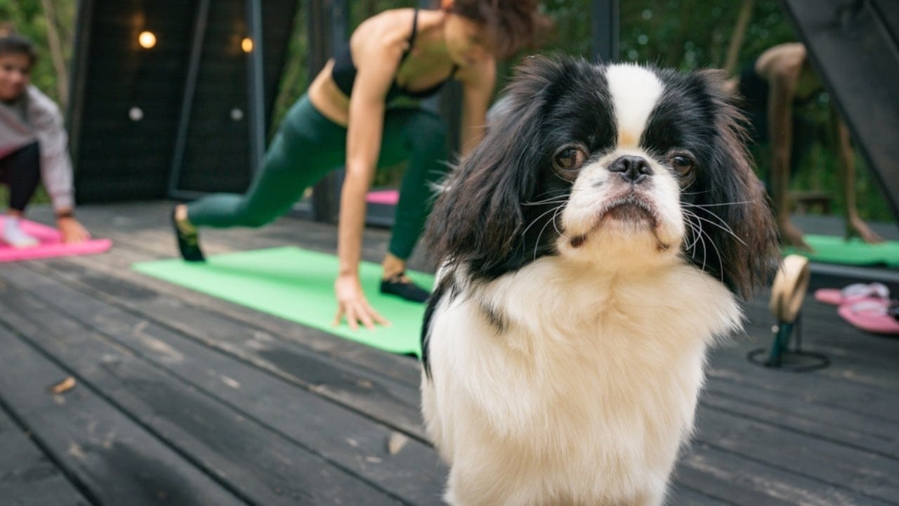 10 Unique Traits That Make the Japanese Chin Irresistible 3 10 Unique Traits That Make the Japanese Chin Irresistible - companion japanese chin dog ss2223979431