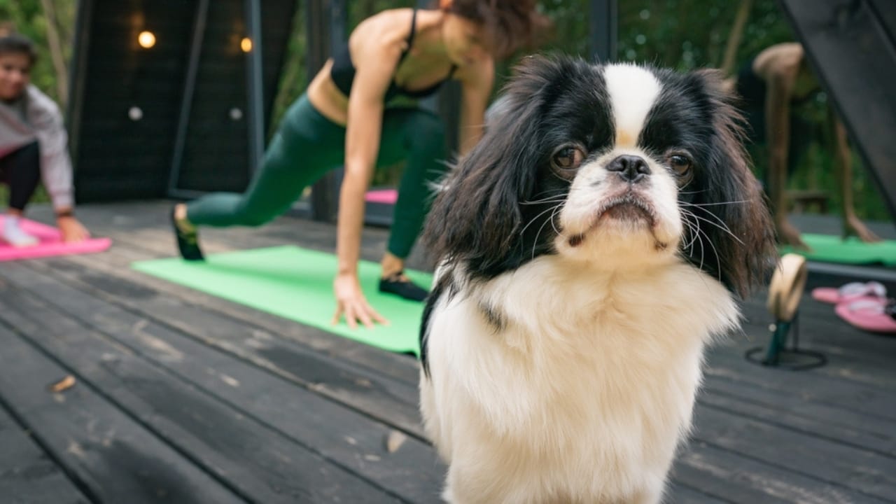 10 Unique Traits That Make the Japanese Chin Irresistible - companion japanese chin dog ss2223979431