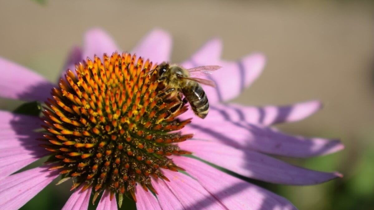 Bee-Friendly Blooms: 12 Flowers That Attract Bees All Season Long 5 Bee-Friendly Blooms: 12 Flowers That Attract Bees All Season Long - coneflowers with bee dp465469418