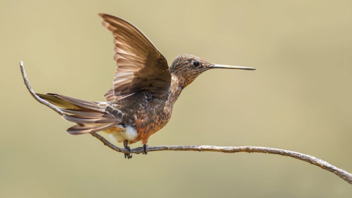 New Study Finds Giant Hummingbird Is Actually Two Species 7 New Study Finds Giant Hummingbird Is Actually Two Species - conservation of giant hummingbird dp320442828