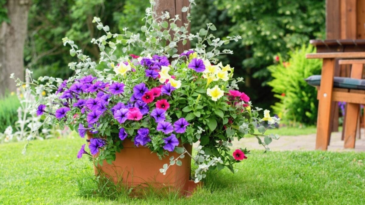10 Things Expert Gardeners Do to Create a Lush Outdoor Container Garden - container garden ss2266093175