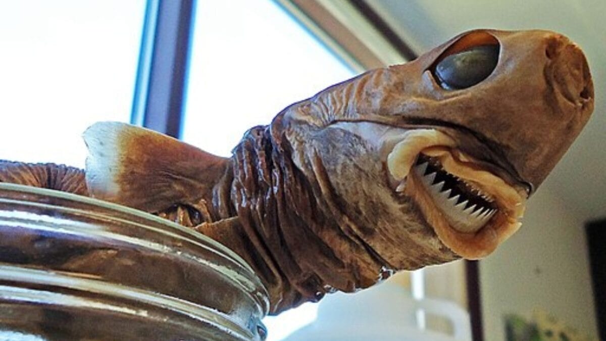 15 Shark Facts That Prove There's More to These Predators Than Meets the Eye 15 15 Shark Facts That Prove There's More to These Predators Than Meets the Eye - cookie cutter shark wc