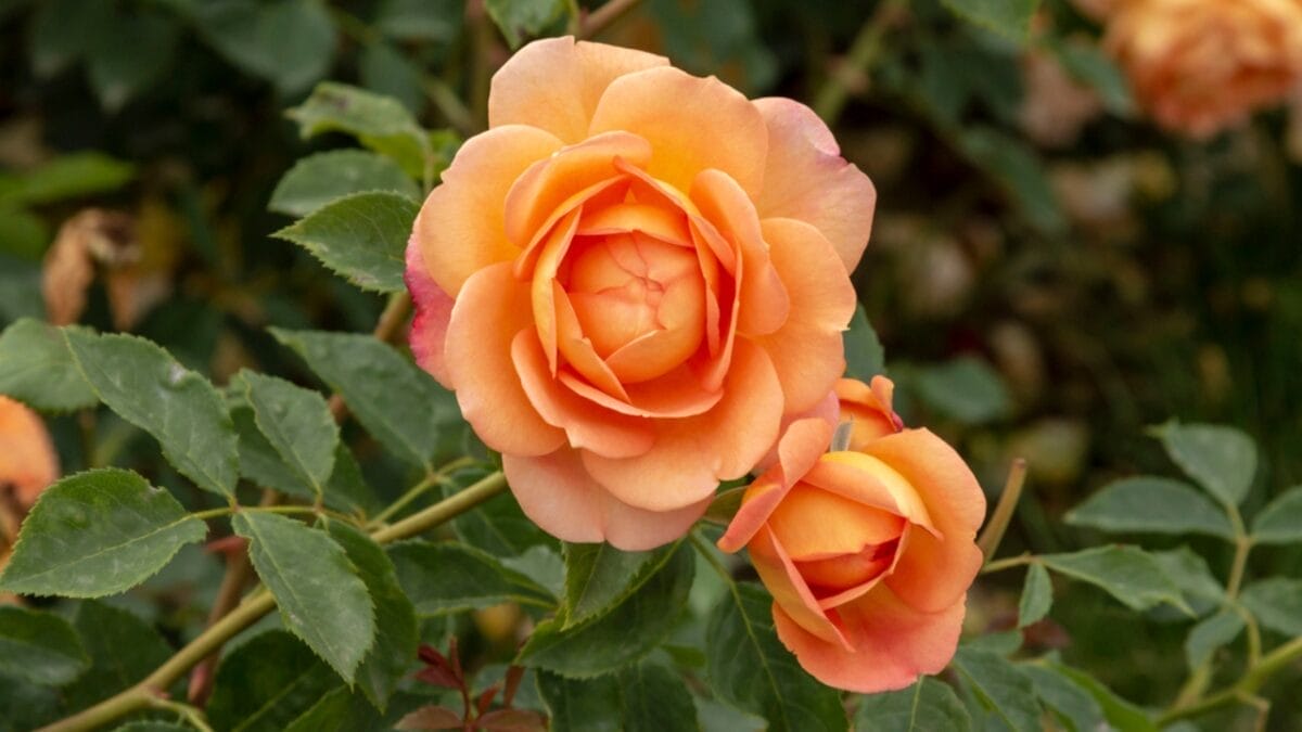 15 Perfect Flowers for Each Anniversary Milestone 13 15 Perfect Flowers for Each Anniversary Milestone - coral rose dp428996206