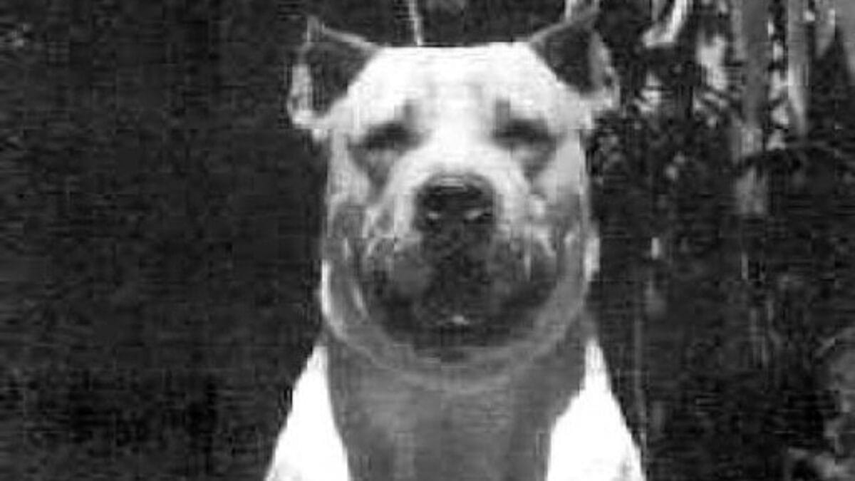 9 Dog Breeds That Once Roamed Earth But Now Are No Longer With Us - cordoba fighting dog wc