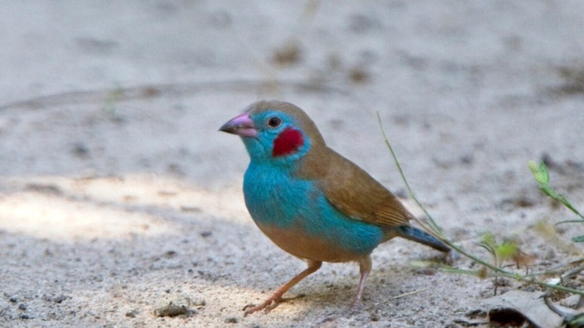 The Most Colorful & Beautiful Types of Finches 12 The Most Colorful & Beautiful Types of Finches - cordon bleu finch ss1625653375