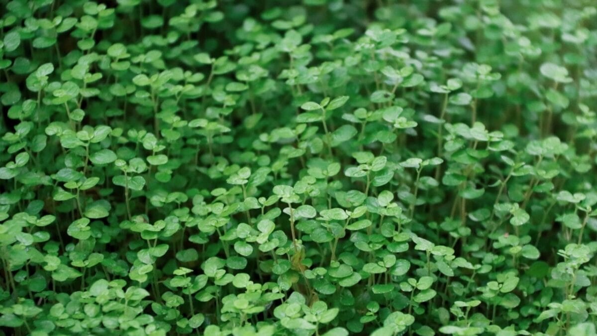 7-Simple Steps to Cultivating a Corsican Mint Lawn - corsican mint ss2177023411