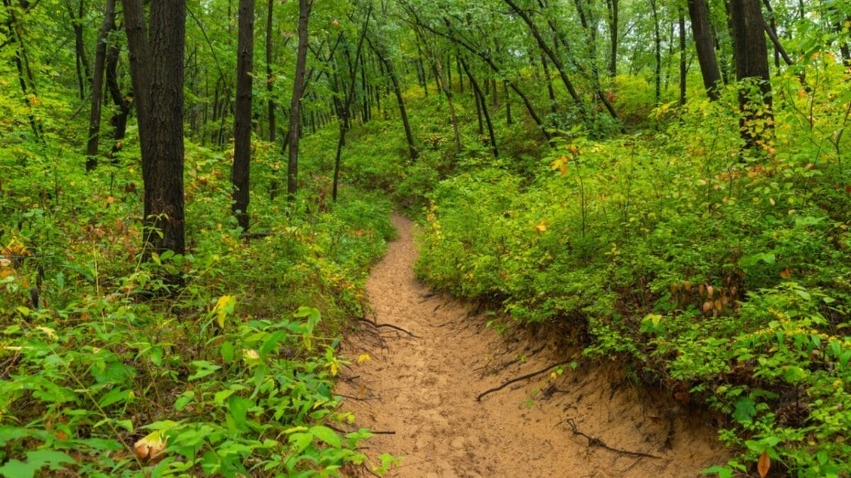 35 Dog Walking Trails That Prove USA Is a Dog's Paradise 26 35 Dog Walking Trails That Prove USA Is a Dog's Paradise - cowles bog trail ss2058305792