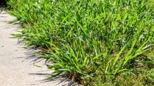 Conquering Crabgrass: Winning the War on Weeds 1 Conquering Crabgrass: Winning the War on Weeds - crab grass lawn ss1505842340