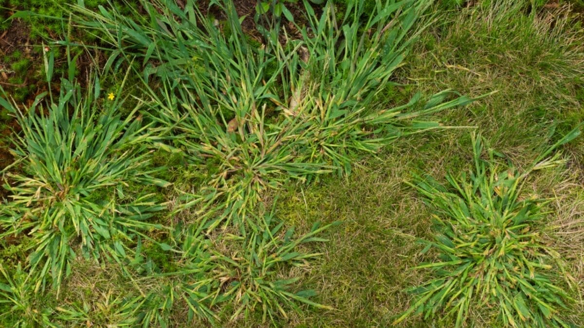 Conquering Crabgrass: Winning the War on Weeds 3 Conquering Crabgrass: Winning the War on Weeds - crabgrass ss711112414