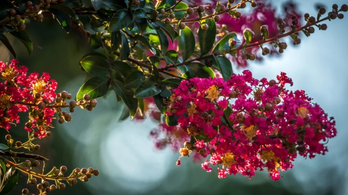 Plant These 13 Shrubs in the Fall for Fast Growth & Year-Round Beauty 15 Plant These 13 Shrubs in the Fall for Fast Growth & Year-Round Beauty - crape myrtle flower dp207332936