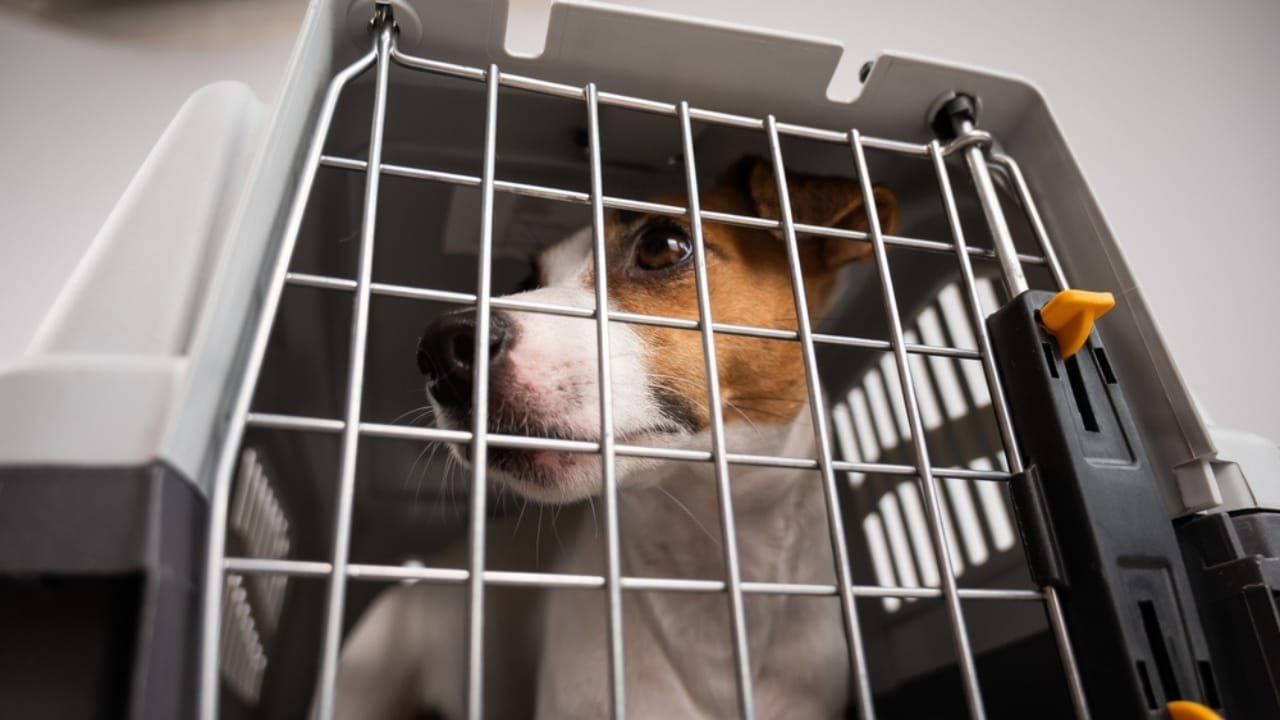 10 Steps to a Well-Mannered Parson Russell Terrier 6 10 Steps to a Well-Mannered Parson Russell Terrier - crate parson russell terrier ss2239891011