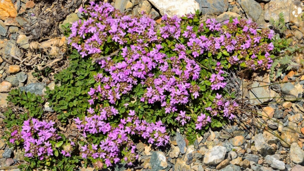 These 12 Ground Covers Combat Unwanted Weeds So You Don’t Have To 4 These 12 Ground Covers Combat Unwanted Weeds So You Don’t Have To - creeping thyme dp205318572