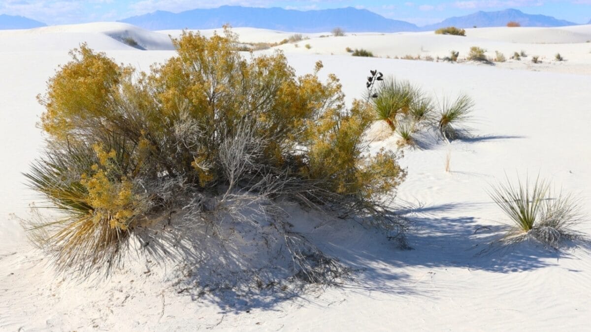 Ancient 11,700 Year Old Plant Thriving in the Desert- Older Than History Itself 5 Ancient 11,700 Year Old Plant Thriving in the Desert- Older Than History Itself - creosote bush in desert ss2403197077