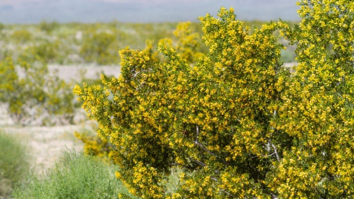 Ancient 11,700 Year Old Plant Thriving in the Desert- Older Than History Itself 6 Ancient 11,700 Year Old Plant Thriving in the Desert- Older Than History Itself - creosote bush plant ss1126186172