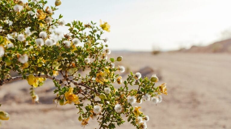 Ancient 11,700 Year Old Plant Thriving in the Desert- Older Than History Itself 6 Ancient 11,700 Year Old Plant Thriving in the Desert- Older Than History Itself - creosote bush ss2160895113