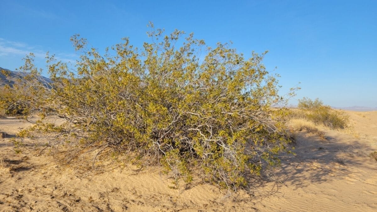 Ancient 11,700 Year Old Plant Thriving in the Desert- Older Than History Itself 3 Ancient 11,700 Year Old Plant Thriving in the Desert- Older Than History Itself - creosote bush ss2167959125